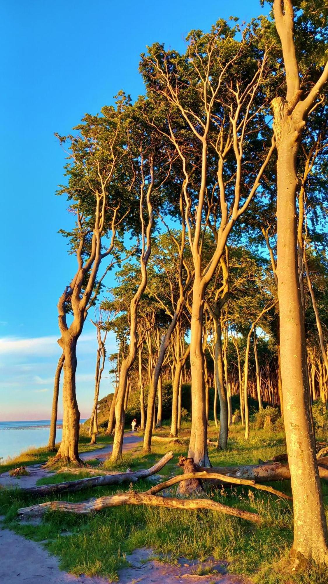 Ostsee Hotel-Pension An Der Lindenallee Bad Doberan Dış mekan fotoğraf